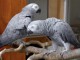 Perroquets Gris du Gabon a donner 