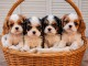 je place chiot cavalier king charle disponible 