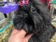 adorable chiot Shih Tzu a donner 