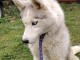 chiot husky sib&eacute;rien &agrave; donner 