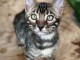 Chaton Bengal disponible pour adoption 
