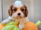 je donne chiot cavalier king charle femelle 