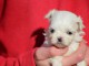 chiot bichon maltais &agrave; donner 