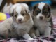 deux chiots berger australien disponible pour adoption 