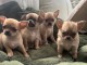 chiot chihuahua femelle a donner 