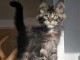 adorable chaton Maine coon femelle a placer 