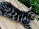 chaton Bengal disponible &agrave; partir 