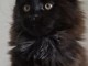chaton maine coon disponible pour adoption 