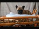 chiot bouledogue fran&ccedil;ais &agrave; donner 