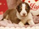 chiot berger australien disponible 