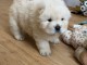 magnifique chiot chow chow m&acirc;le a donner 