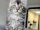 b&eacute;b&eacute; chaton maine coon disponible m&acirc;le 
