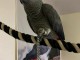 perroquet gris du Gabon pour adoption 
