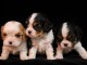 adoption chiot cavalier king charle 