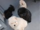 Dons b&eacute;b&eacute; chiot chow chow disponible 