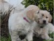 chiot golden retriever m&acirc;le et femelle 