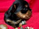 chiot Yorkshire terrier pour saillie 