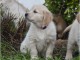 b&eacute;b&eacute; chiot golden retriever disponible 