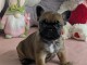 b&eacute;b&eacute; chiot bouledogue fran&ccedil;ais 