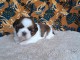 chiot Shih Tzu a donner 