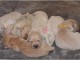 chiot golden retriever m&acirc;le et femelle 