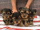 Chiot Yorkshire terrier femelle 