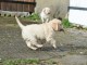 Je donne chiot golden retriever disponible 