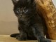 chaton maine coon disponible 