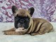 adorable chiot bouledogue fran&ccedil;ais 