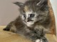 chaton maine coon disponible pour adoption 