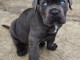 chiot Cane Corso a donner contre bon soin 