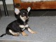 Chiot chihuahua disponible 