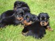 Dons chiot rottweiler disponible 