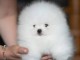 chiot spitz nain Pom&eacute;ranie &agrave; donner 