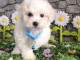 chiot bichon maltais &agrave; donner 