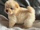 chiot chow-chow a donner 