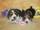 chiot beagle disponible pour adoption 