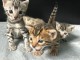 chaton Bengal disponible pour adoption 
