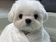 chiot bichon maltais &agrave; donner 