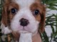 chiot cavalier king charle disponible 