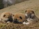 chiot Shiba inu a donner 
