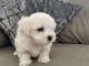 je donne chiot bichon maltais disponible 