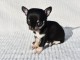 chiot chihuahua femelle a donner 