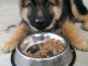 je donne chiot berger allemand disponible 