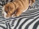 chiot bulldog anglais m&acirc;le a donner 
