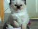 Chaton ragdoll femelle a donner 
