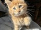 chaton maine coon disponible 