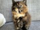 je donne chaton Maine coon femelle 