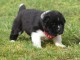magnifique chiot Akita inu disponible 