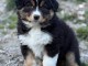 chiot berger australien disponible 